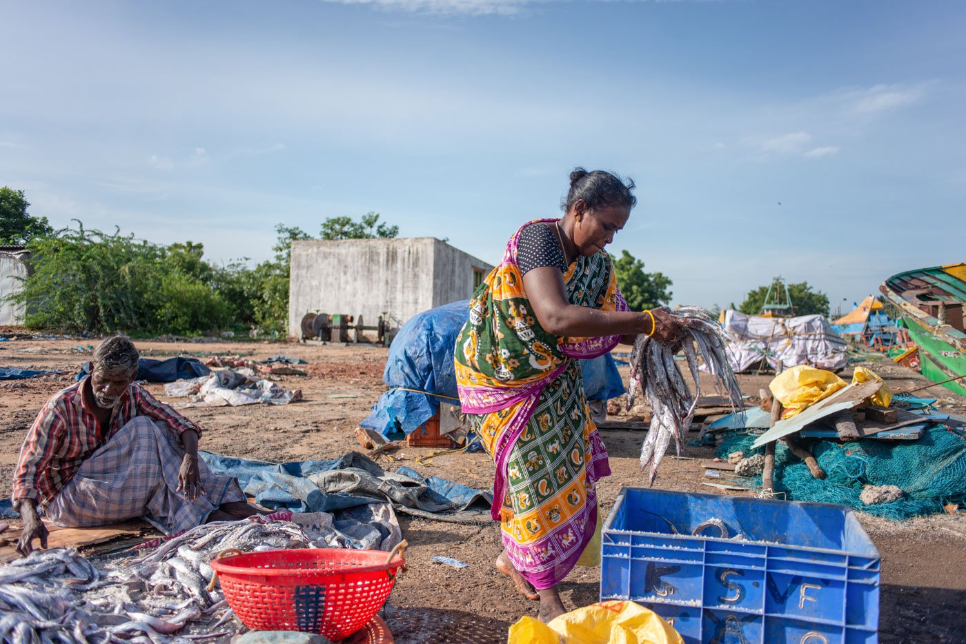 Visalatchi placing the salted fish in a box to be taken to the drying area