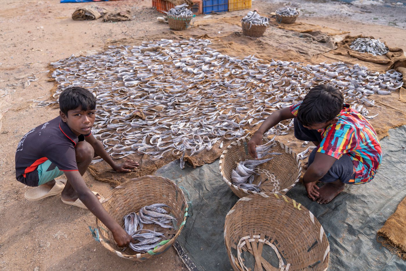 A boy helping Visalatchi to salt the fish