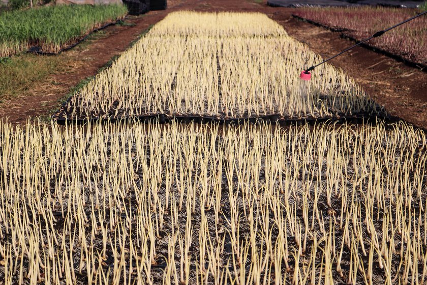 To ensure that sugarcane reaches a height of at least seven feet before another flood, farmers are increasing the use of chemical fertilisers and pesticides