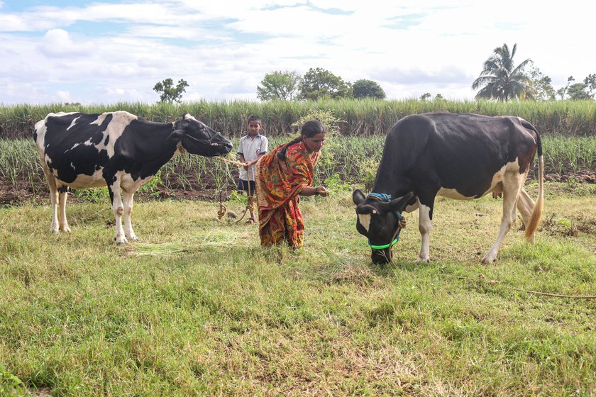 With the floods destroying over 240,000 kilos of sugarcane worth Rs 7.2 lakhs in 2019 alone, Aishwarya's parents Sharada and Raosaheb are forced to double up as agricultural labourers