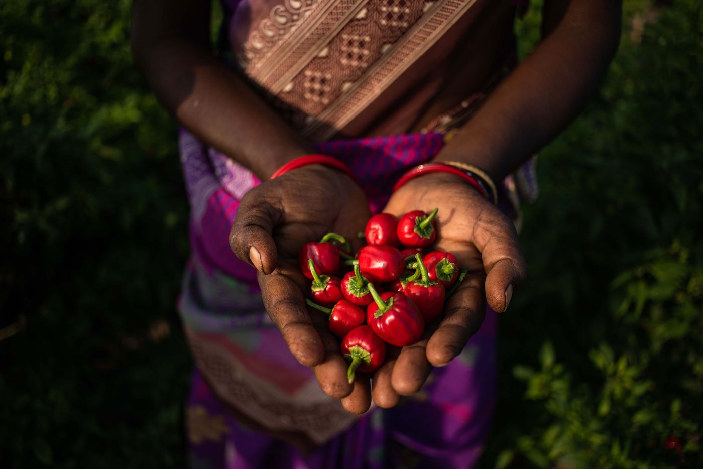 Ambika with some freshly plucked chillies