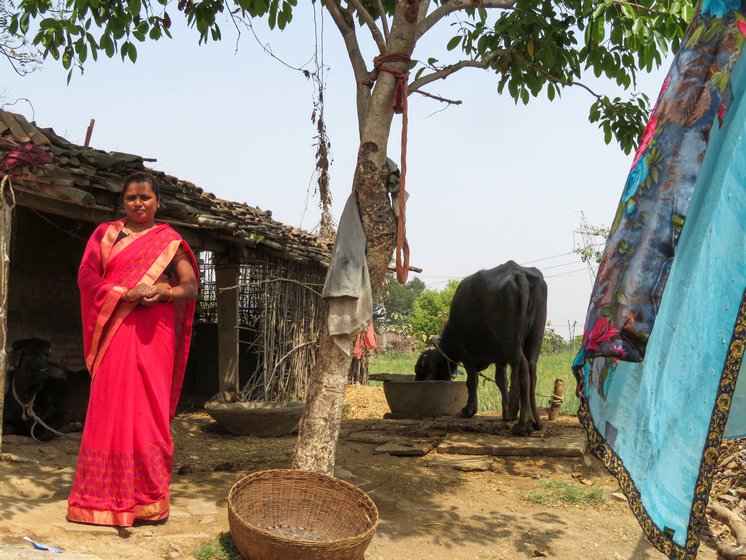 Urmila enjoys taking care of the family's buffalo