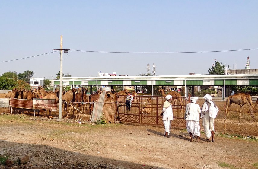 The 58 dromedaries have been kept in the open, in a large ground that's fenced all around. The Rabaris are worried about their well-being if the case drags on