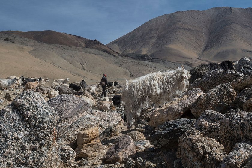  Changthangi goats