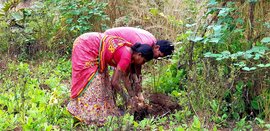 গারেলপাড়ায় ফিকে হয়ে আসা সবুজ