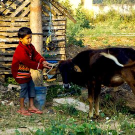 Calf and boy