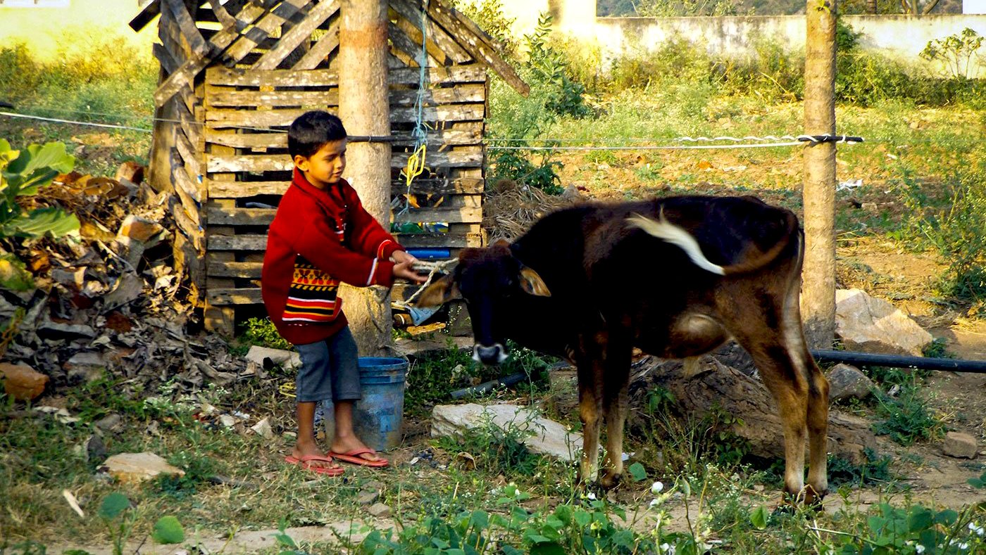 Calf and boy