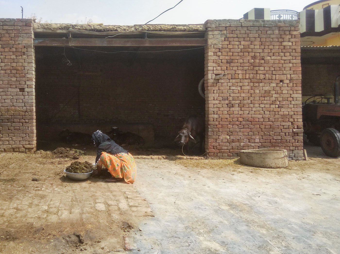 Manjit Kaur cleaning the dung of seven buffaloes that belong to a Jat Sikh family in Havelian village