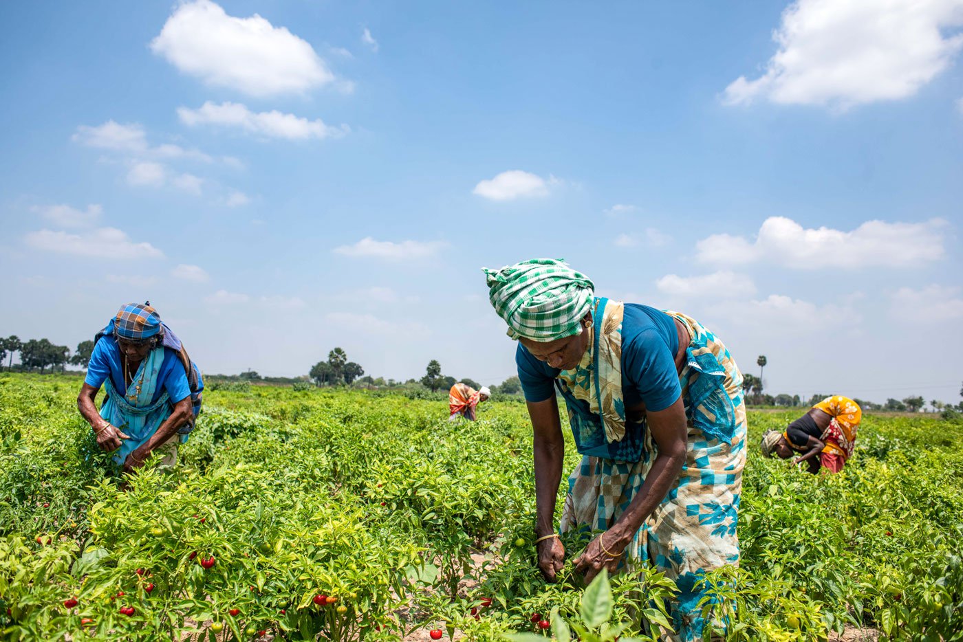 She is plucking chillies in her fields