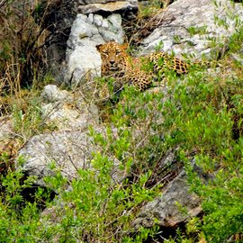 When Jayamma spotted the leopard