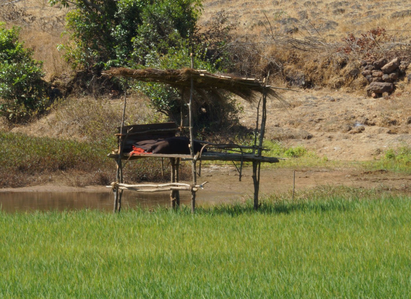 A machan in the farm  