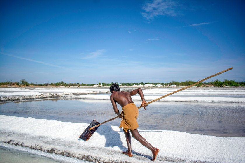 For two weeks, the women drag behind them a very heavy iron rake with which they stir the water every morning. After about 15 days, both men and women gather the salt using a huge wooden paddle