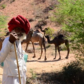 Fuyaramji stands guard while his camels are busy eating