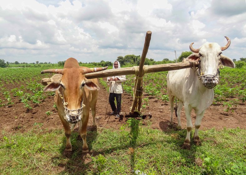 Babarao Patil working on his rain-damaged farm in Chandki.