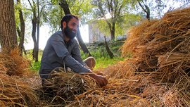 काश्मिरातली भातकाढणी स्थलांतरित मजुरांविनाच