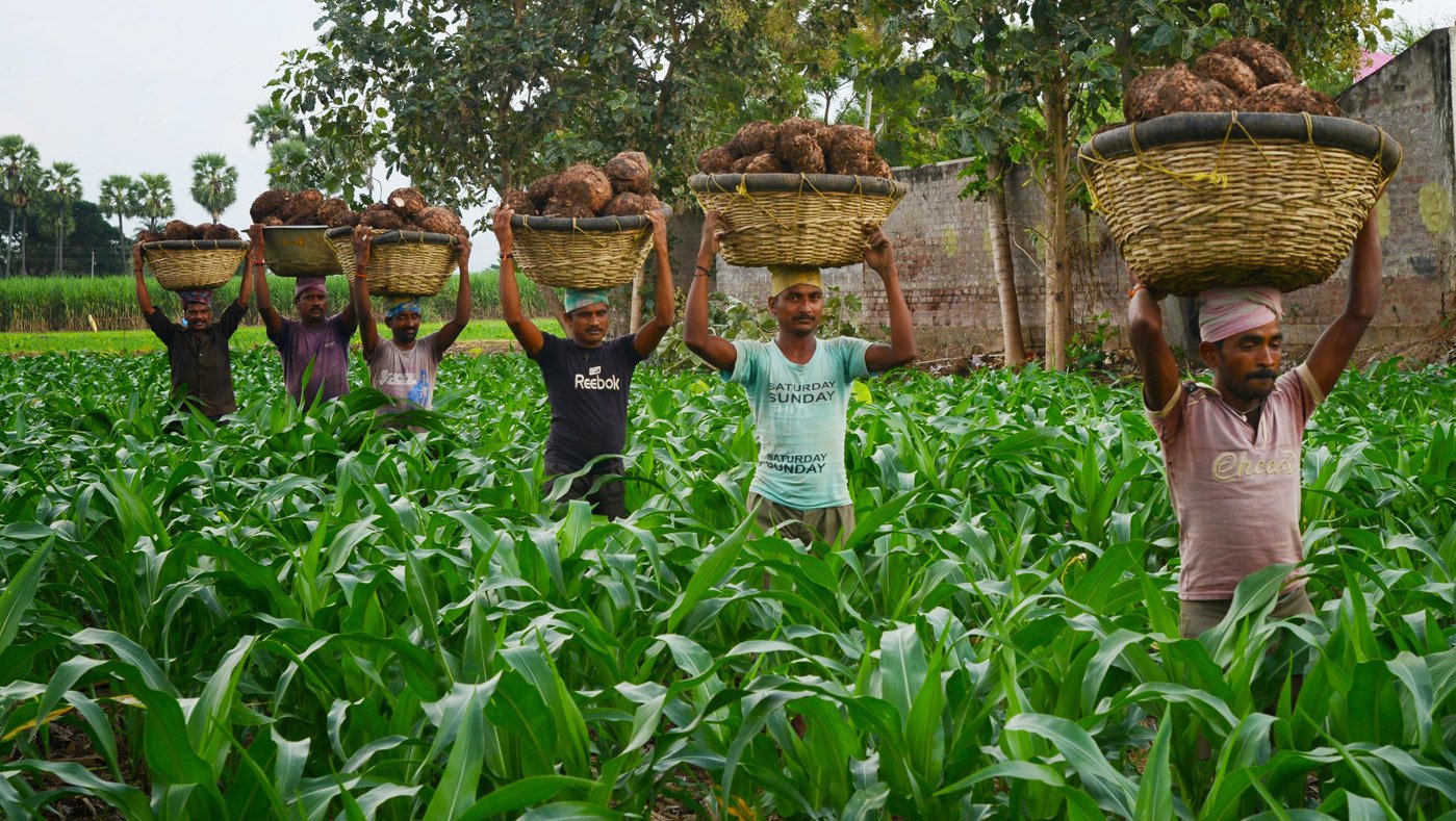 Men carrying Yams to be exported to Mumbai