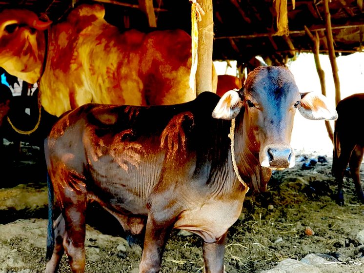 On Balipratipada, our cattle are decorated and offered prayers. '