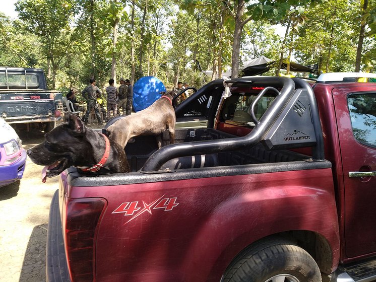 Even two dogs of an Italian breed were summoned for the tiger-tracking.