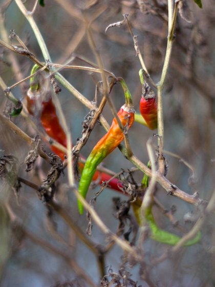 Vijender’s one acre plot in Bela Estate (left), where he shows us the shrunken chillies and shrivelled brinjals (right) that will not bloom this season