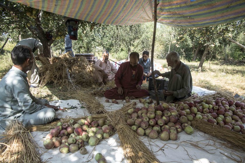 Apple pickers and packers say they have seen a 40-50 per cent decline in their wages amidst this crisis –from Rs. 500-600 to Rs. 250-300 a day