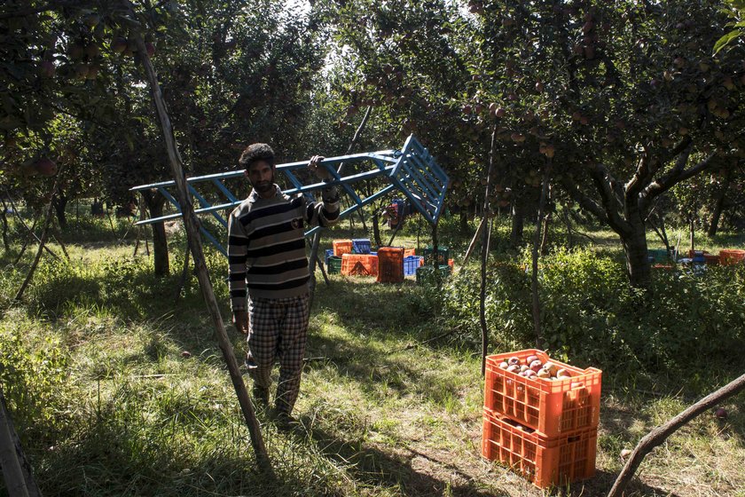 In central Kashmir, in Munipapy village of Budgam district, which I visited in mid-October, residents estimate that over 200 households own apple orchards. The traders dispatch truckloads of fresh fruit, including apples and pears, from Kashmir to Delhi’s markets through the months of July to November