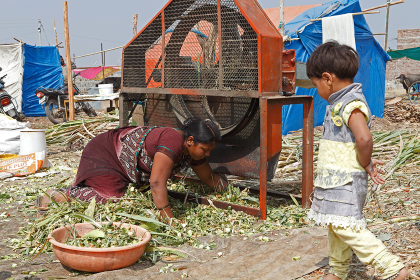 Sarika Sawant working at the cattle camp