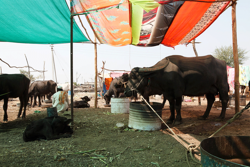 cattle camp