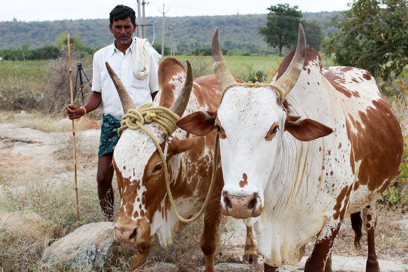 Man with his cattle