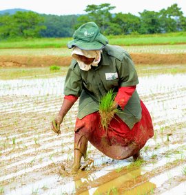 Kerala's Green Army